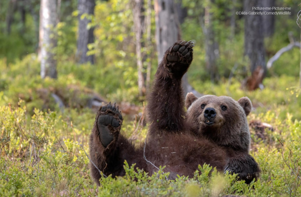 FOTO. Finaliștii competiției Comedy Wildlife Photo Awards au fost anunțați. În ce ipostaze amuzante au fost surprinse animalele sălbatice