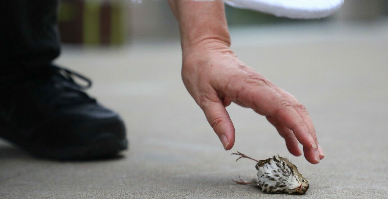 Cel puțin 1.000 de păsări au MURIT, într-o singură zi, după ce s-au ciocnit de o clădire din Chicago