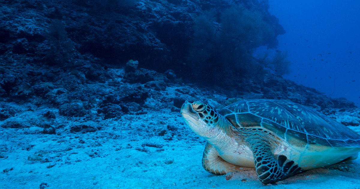 Ocean Census Tenerife a descoperit potențiale noi specii oceanice