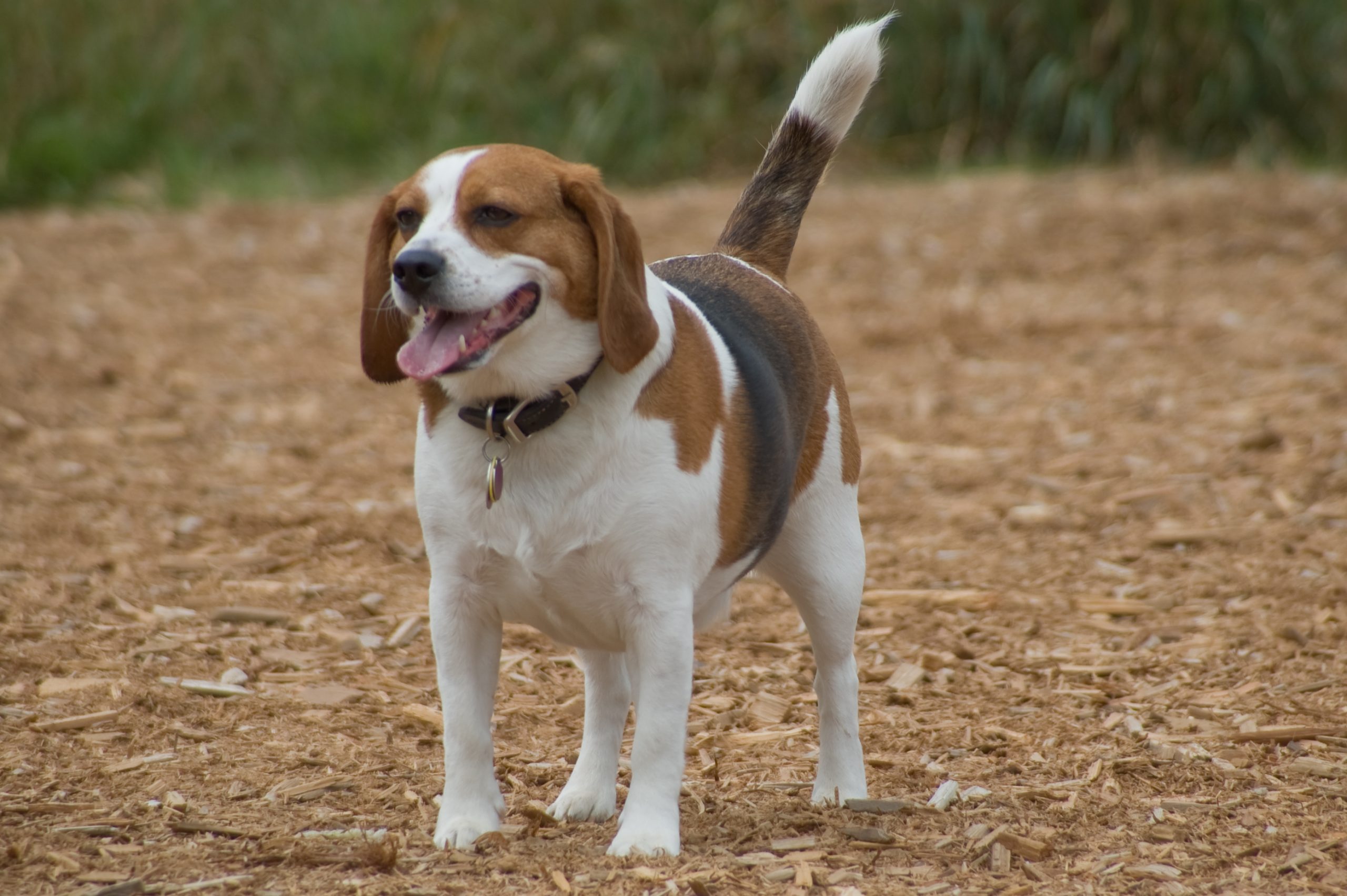 De ce dă câinele tău din coadă? Cercetătorii au formulat două ipoteze despre această acțiune