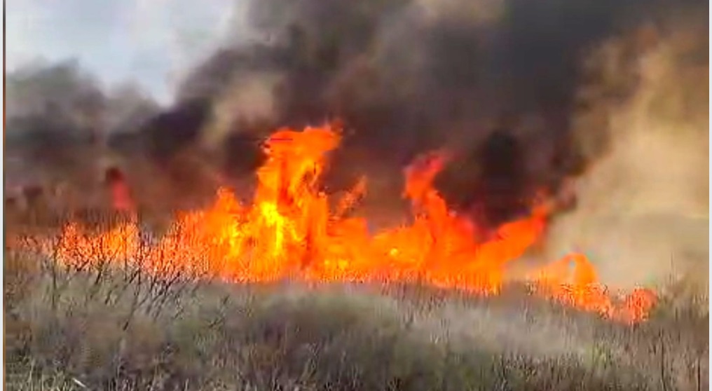 Incendiu puternic în Delta Neajlovului. Au ars peste 50 de hectare de vegetație uscată și stuf