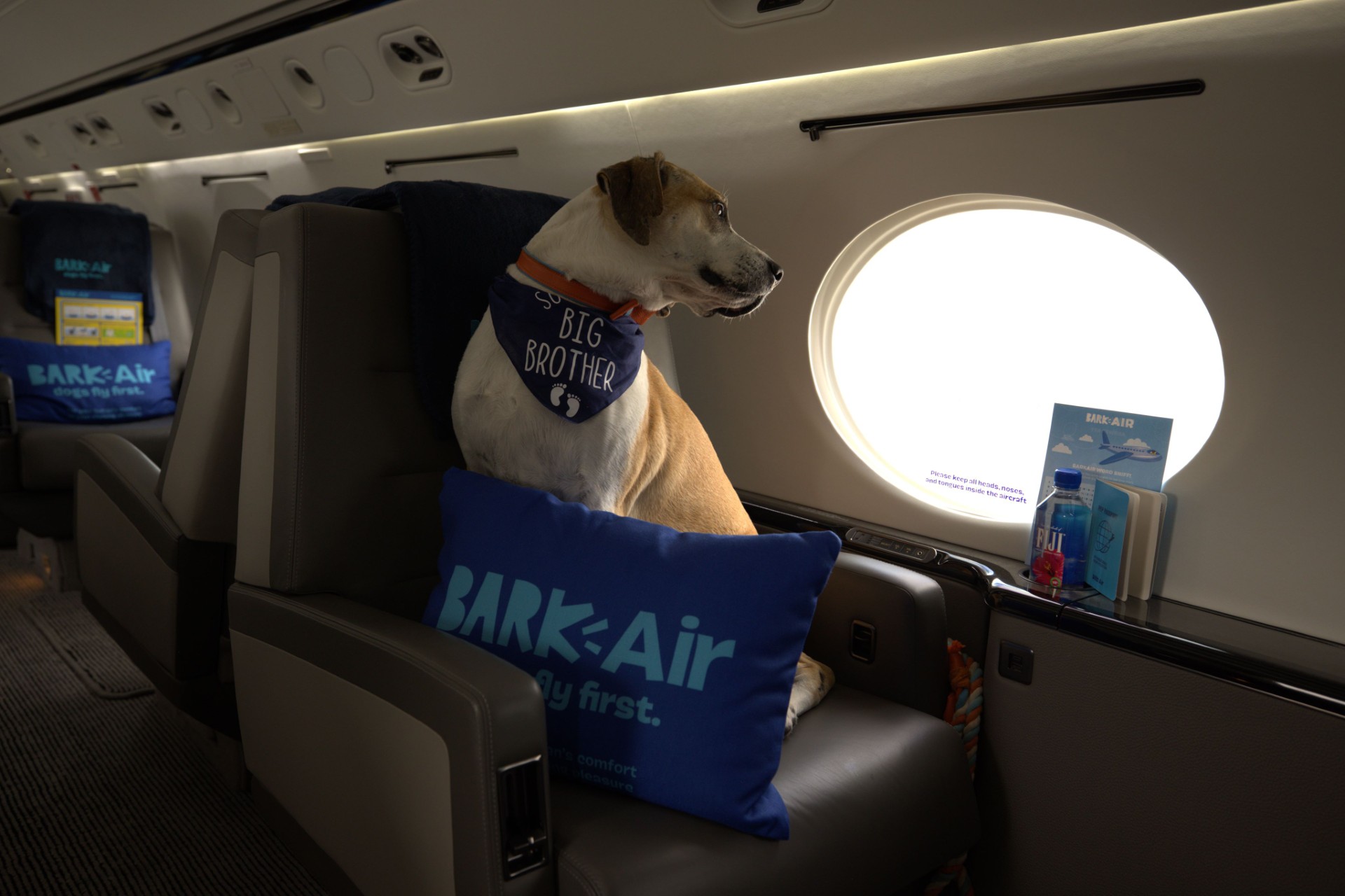 BARK Air, prima companie aeriană din lume pentru câini. Ce își propune compania