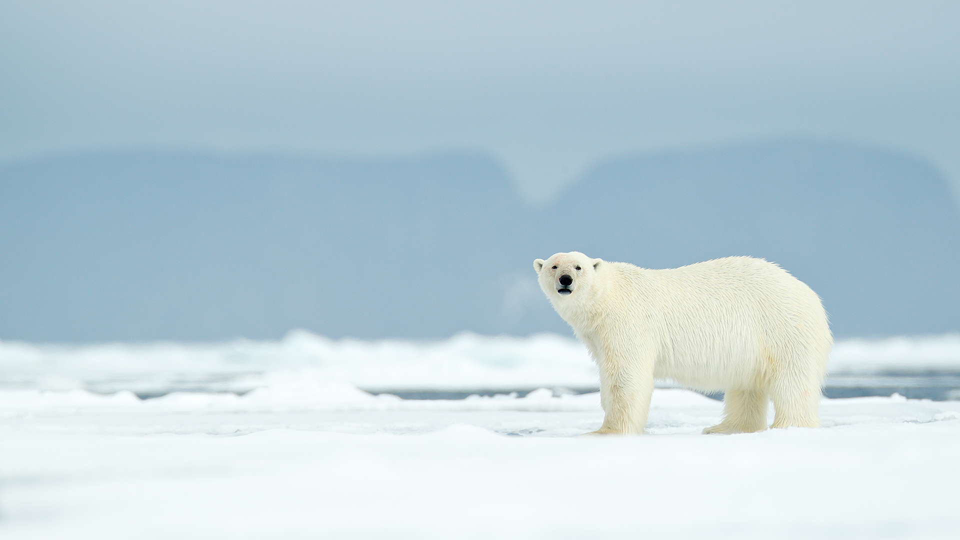 Cum readucem gheața în cercul Arctic?