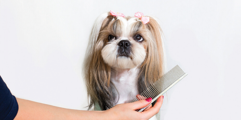 Pet grooming-ul este noua tendință