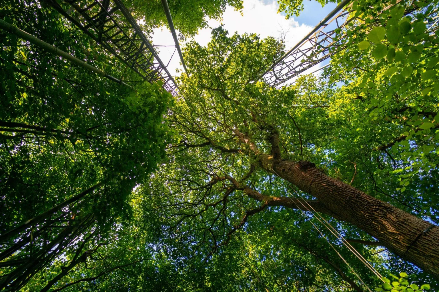 Pădurile de stejari maturi pot absorbi mai mult dioxid de carbon