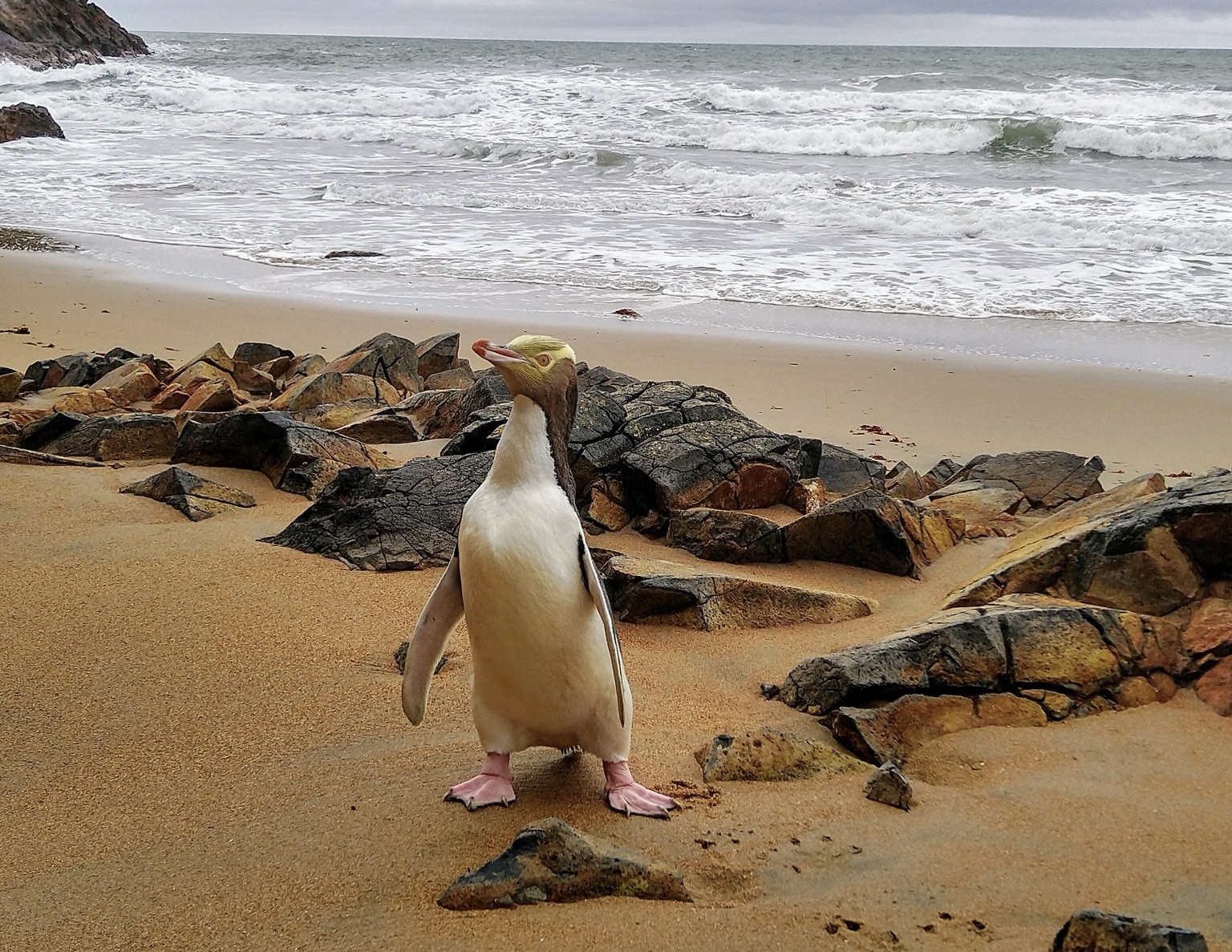 Pinguinul Hoiho a câștigat concursul „Pasărea Anului”