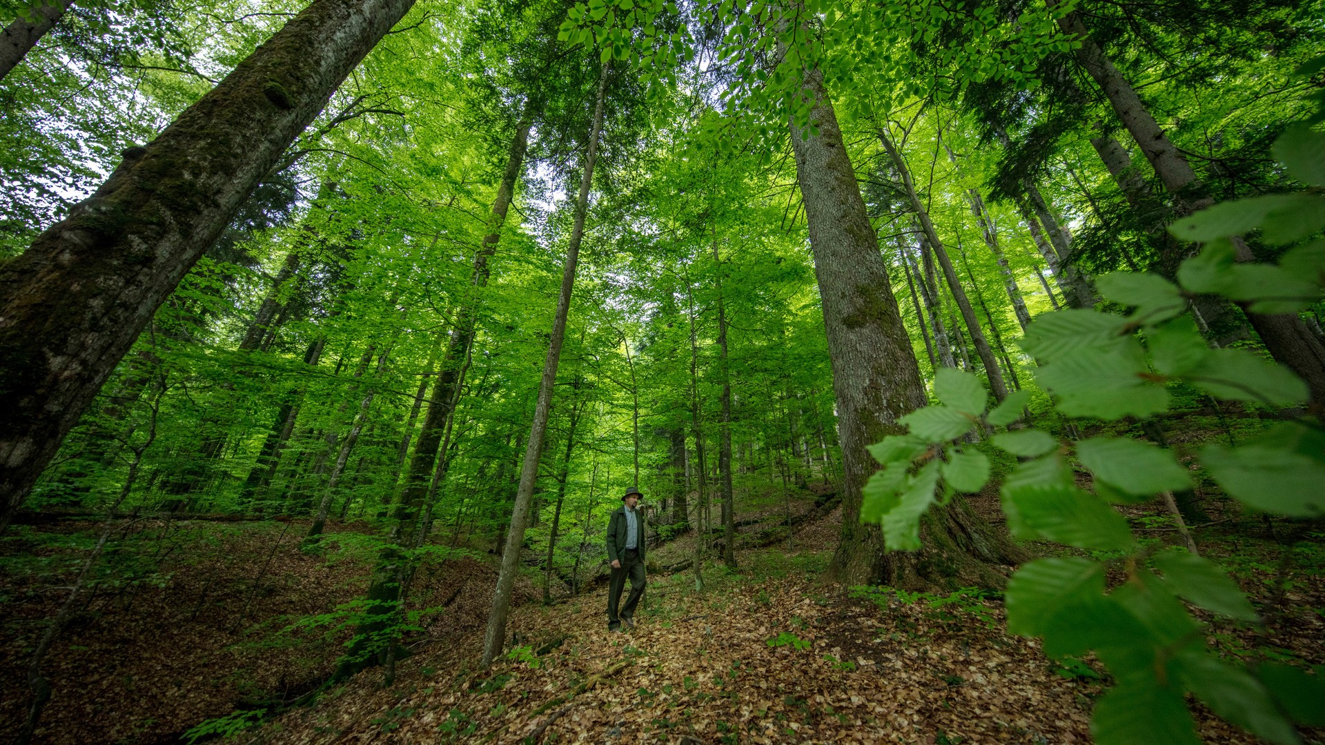 România are cea mai mare suprafață de păduri virgine din Europa