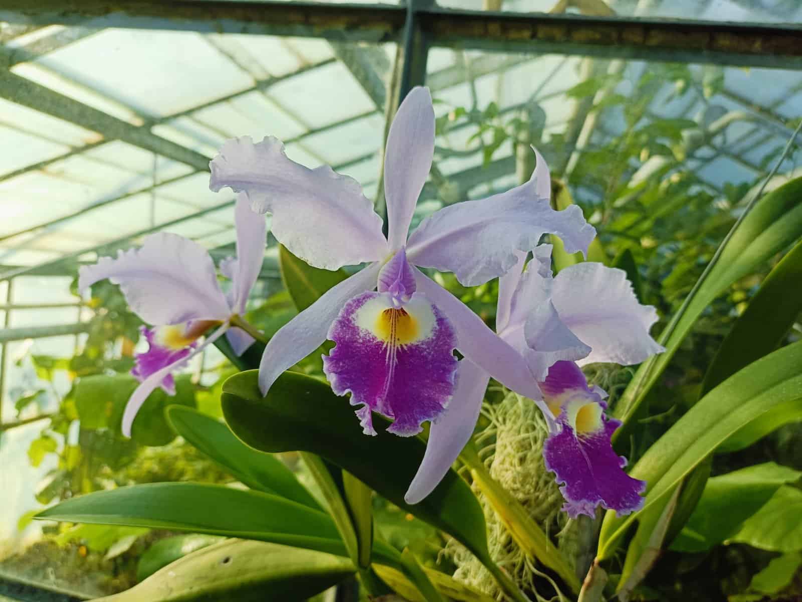 Descoperă colecția de orhidee la Grădina Botanică din Cluj
