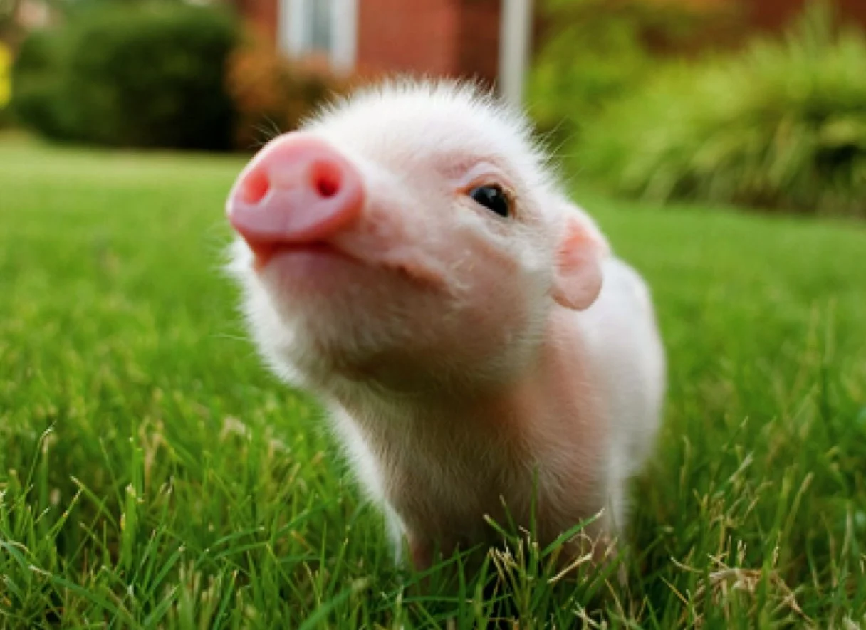 Cercetătorii au făcut dinți umani sintetici cu celule de porc