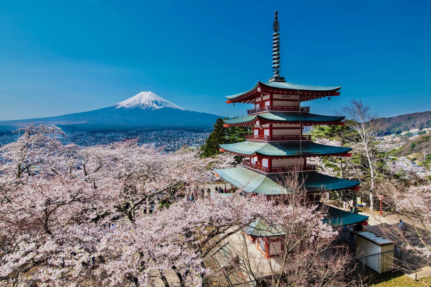 Începe sezonul florilor de cireș în Japonia: Descoperă Sakura
