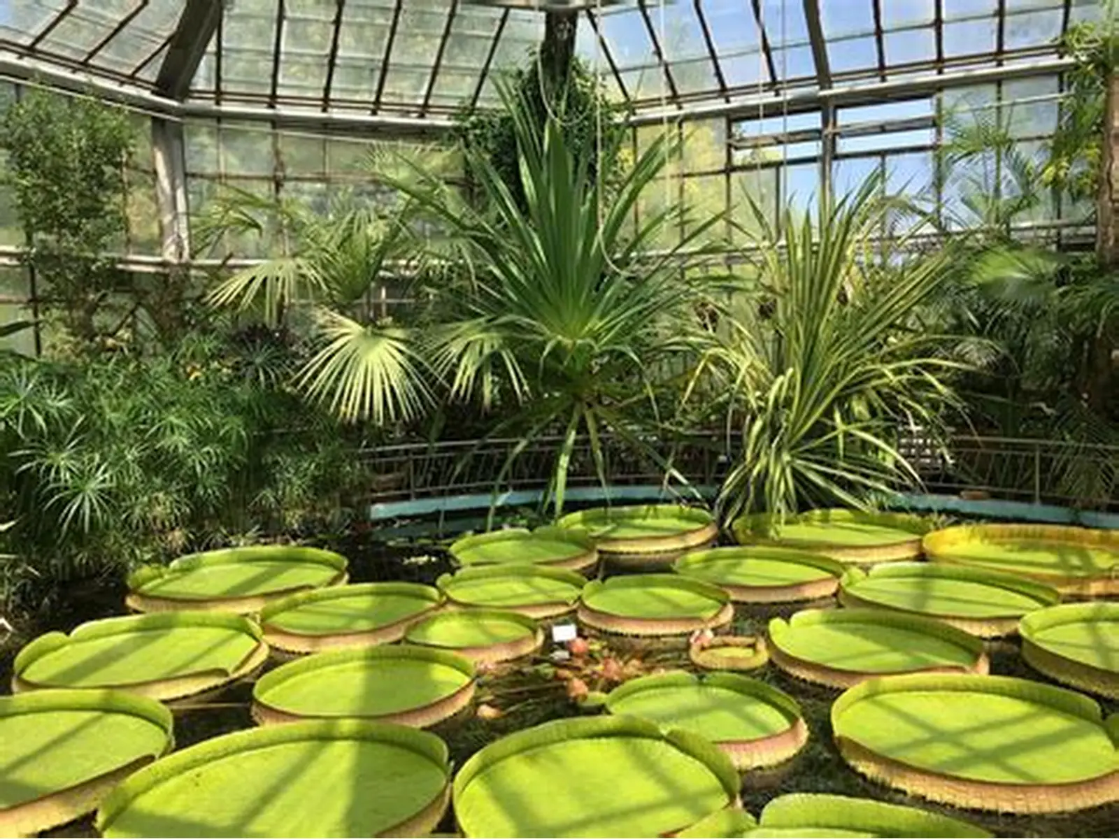 Grădina Botanică din Cluj aniversează 100 de ani de la deschidere