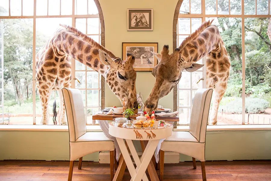 Cum ar fi să-ți începi ziua cu o girafă la fereastră?