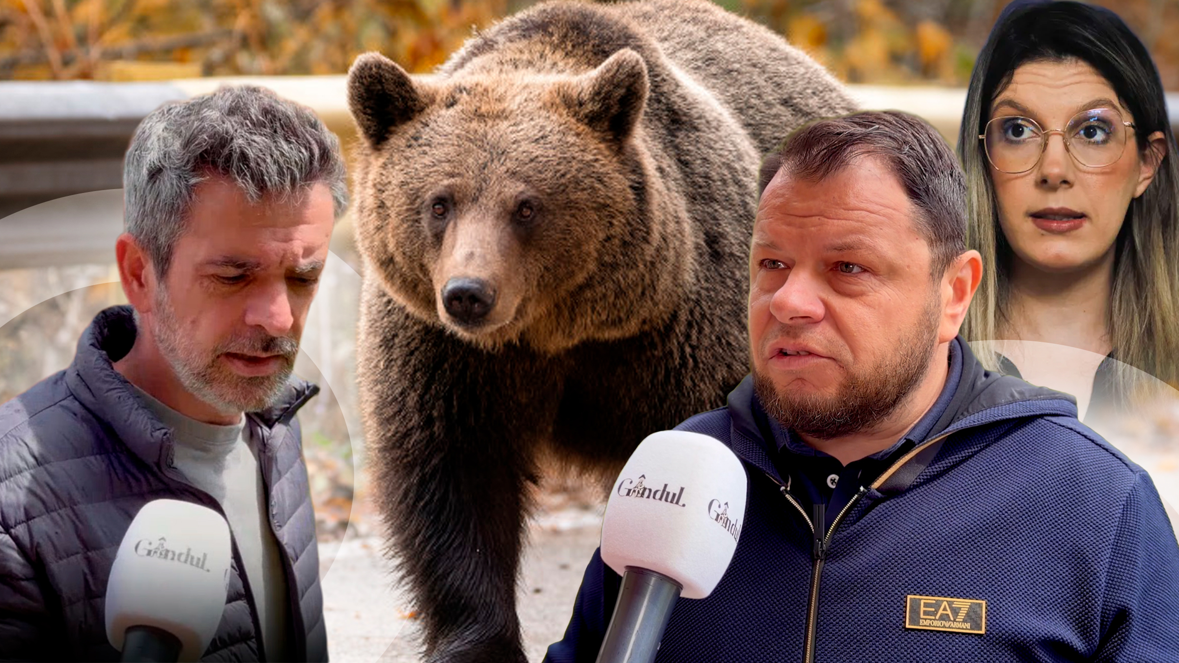 „Am imagini cu soția alergată de urs în curte”. Teroare în Bușteni