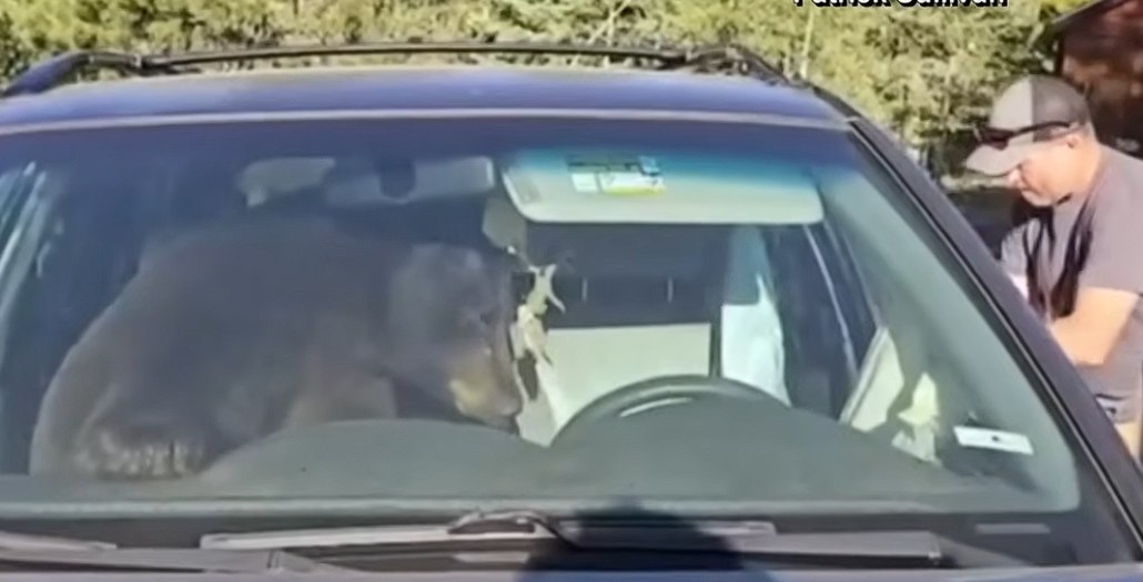 Un urs a intrat într-o mașină și a rămas blocat. A claxonat toată noaptea și a trezit tot cartierul