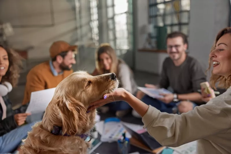 65% dintre români ar lua în calcul schimbarea locului de muncă dacă și-ar putea aduce animalul de companie la birou